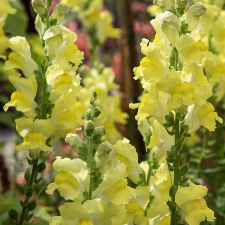 Lejongap F1 'Rocket Golden', ciepłe złocistożółte, gęste kwiatostany na rozgałęzionych, mocnych łodygach.