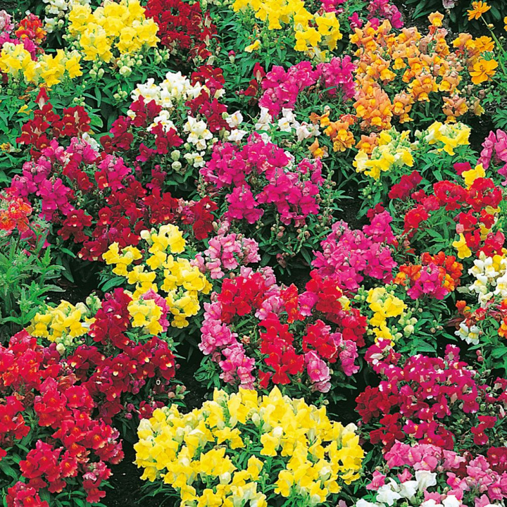 Lejongap F1 'Floral Showers', mieszanka wielokolorowa. Bardzo niski, zwarty pokrój.