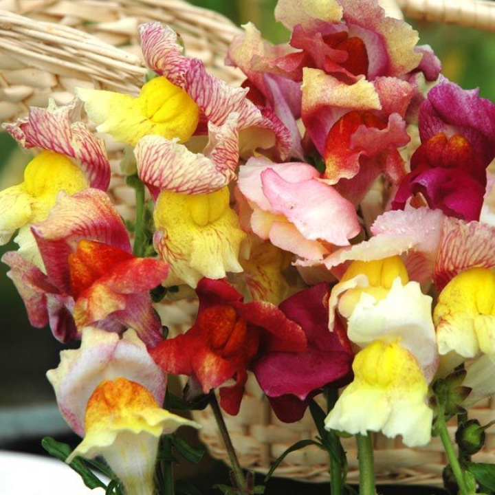 Smoczek 'Tetra', duże, pomarszczone, jednokolorowe i dwukolorowe kwiaty w mieszance wielobarwnej