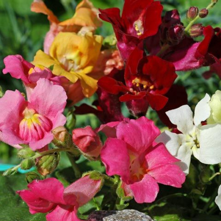 Lejongap 'Trumpet Serenade', otwarte, trąbkowate kwiaty w mieszance wielobarwnej.