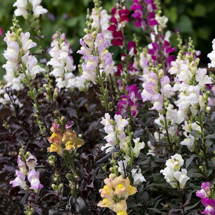 Lewiatan 'Twilight Mix', dwukolorowe kolce w czerwieni, różu, żółci i bieli.