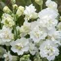 Lejongap F1 'Snapstar White', Krzaczasty pokrój do doniczek i rabat, o doskonałej jakości do świeżych aranżacji i bukietów.