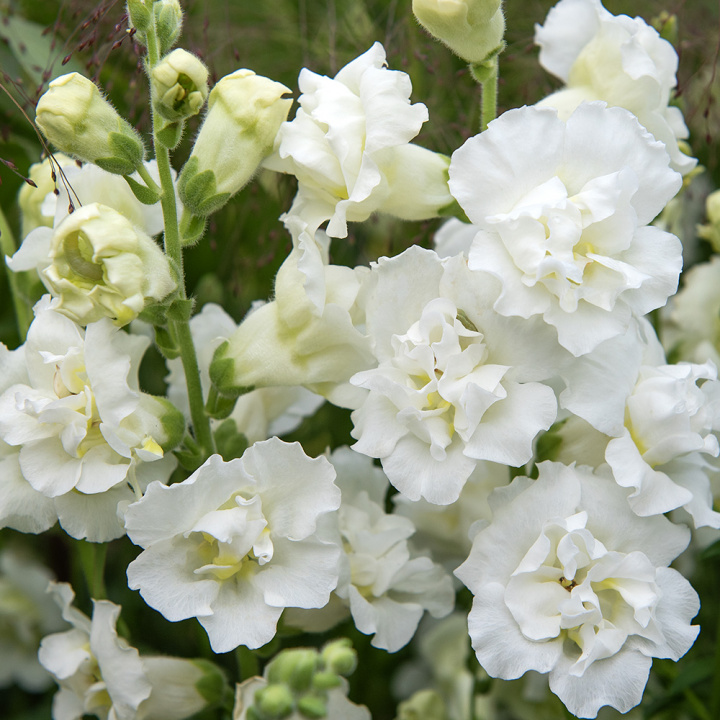 Lejongap F1 'Snapstar White', Krzaczasty pokrój do doniczek i rabat, o doskonałej jakości do świeżych aranżacji i bukietów.