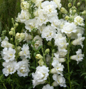 Lejongap F1 'Snapstar White', Krzaczasty pokrój do doniczek i rabat, o doskonałej jakości do świeżych aranżacji i bukietów.