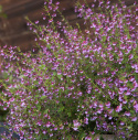 Gałązkowy kufea 'Pink Shimmer' małe fioletowe kwiaty rosnące gęsto i krzaczasto