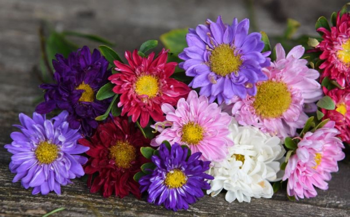 Letni aster 'Fan Mix', półpełne kwiaty w dobrze zbalansowanej mieszance wielobarwnej.