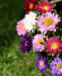 Letni aster 'Fan Mix', półpełne kwiaty w dobrze zbalansowanej mieszance wielobarwnej.