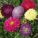 Letni astr 'Gala', duże pełne kwiaty w wielokolorowej mieszance.