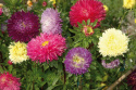Letni astr 'Gala', duże pełne kwiaty w wielokolorowej mieszance.