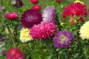 Letni astr 'Gala', duże pełne kwiaty w wielokolorowej mieszance.