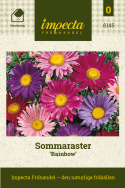 Aster letni 'Rainbow', odmiana o pojedynczych kwiatach z żółtym środkiem. Długie łodygi.