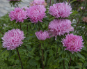 Letni astr 'Tiger Paw Chinchilla' Różowe lekko postrzępione kwiaty