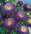 Letni aster 'Princess Eva', duże, purpurowoniebieskie, pełne kwiaty z jasnym środkiem.