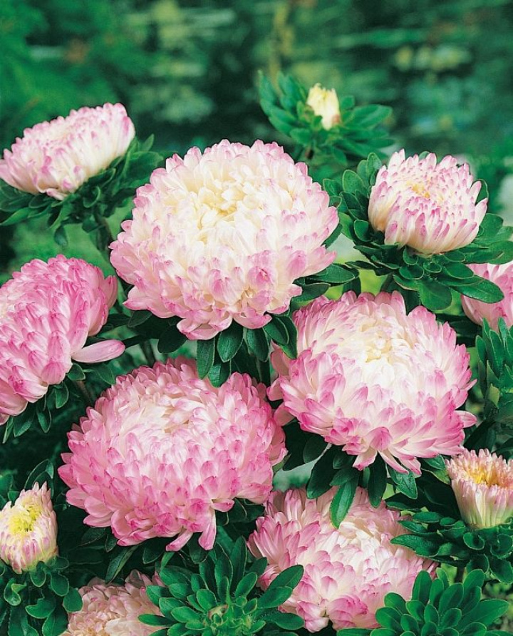 Letni aster 'Silvery Rose', duże, kremowo-białe kwiaty z różowymi końcówkami płatków.