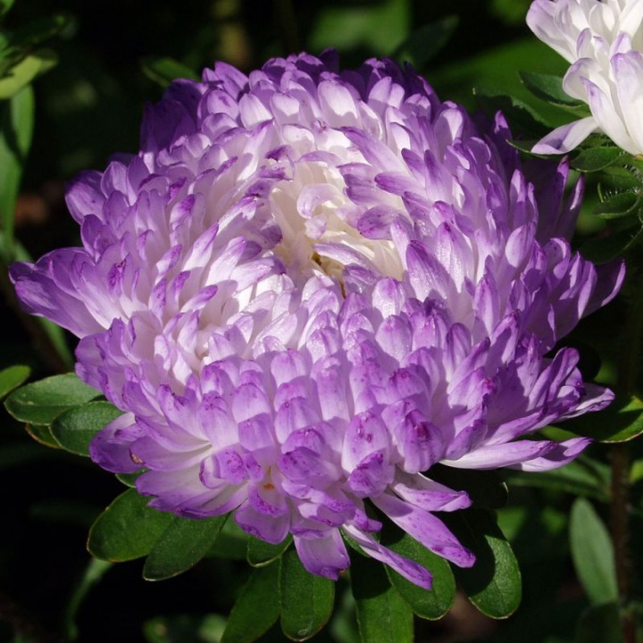 Astry letnie 'Silvery Blue', Duże, białe kwiaty z lawendowoniebieskimi końcówkami płatków