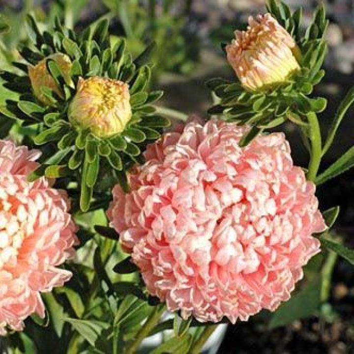 Latoaster 'Chamois Turm', miękki łososiowy róż. Idealnie podwójny i piwoniokwiatowy.