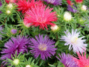 Letnia aster 'Starlight', Gęste kwiaty, mieszanka kolorów w odcieniach niebieskiego, różowego i czerwonego