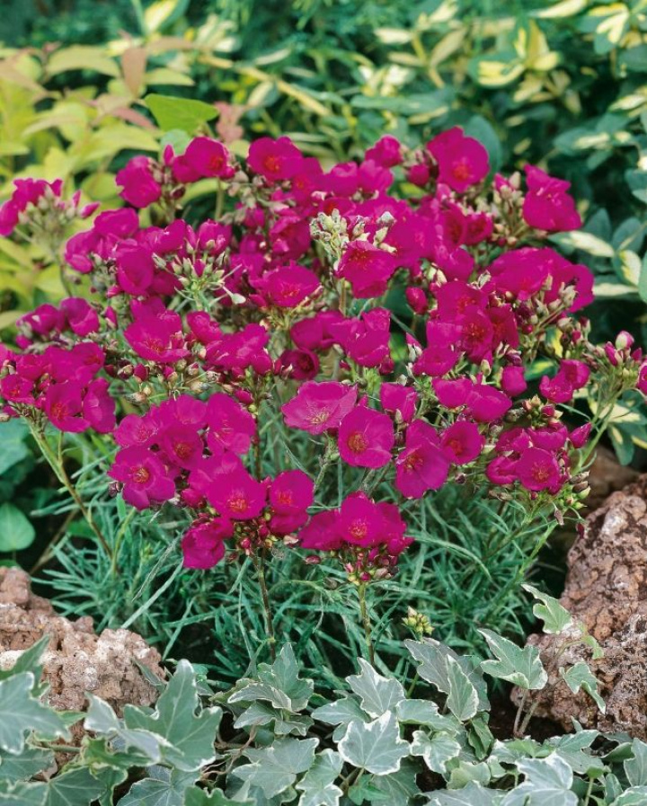 Flocksidenblomma 'Ruby Tuesday', purpurowoczerwone, kielichowate kwiaty.