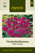 Flocksidenblomma 'Ruby Tuesday', purpurowoczerwone, kielichowate kwiaty.