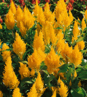 Pysznogłówka 'Lilliput Golden Feathers', żółte, wzniesione, dekoracyjne kwiatostany.