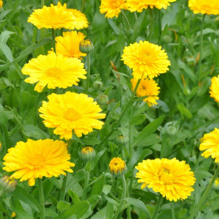 Nagietek 'Yellow Colossal', Wielkokwiatowy. Duże, jasnożółte kwiaty.