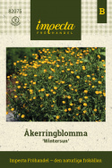 Åkerringblomma 'Wintersun', małe, proste, złocistożółte kwiaty na rozgałęzionych łodygach.