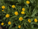 Åkerringblomma 'Wintersun', małe, proste, złocistożółte kwiaty na rozgałęzionych łodygach.