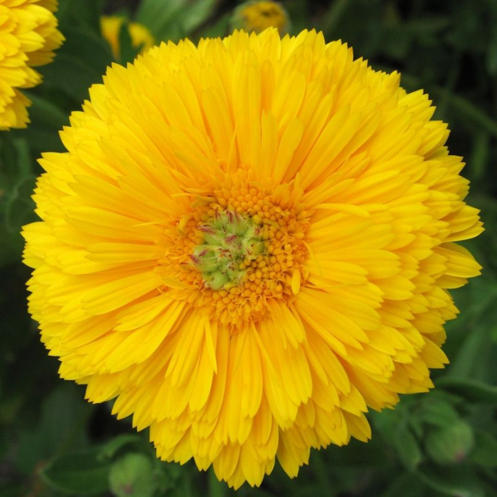 Nagietek 'Greenheart Yellow', duże, pełne, żółte kwiaty, ząbkowane płatki.