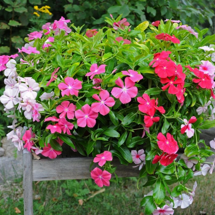 Rosensköna 'Mediterranean Mix XP', duże kwiaty w mieszanych kolorach.