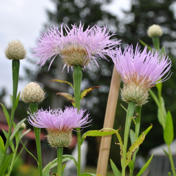 Ostrożeniec 'Rosy Lilac', duże, lawendowo-różowe kwiaty promieniste na dostojnych łodygach