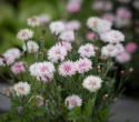 Chaber 'Tom Pouce Pink', jasnoróżowy, gęsto podwójne kwiaty. Niski, zwarty pokrój