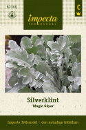 Silverklint 'Magic Silver', srebrzysty, miękko owłosiony, liście przypominające liście dębu.