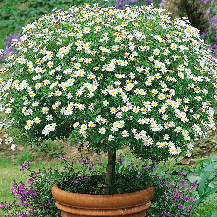 Buskmarguerit, małe, czysto białe kwiaty stokrotki z żółtym środkiem.