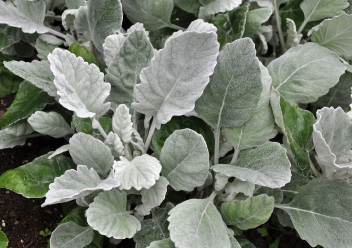 Silverek 'Cirrus', roślina liściasta o srebrzystych, miękko owłosionych, falistych ząbkowanych liściach.