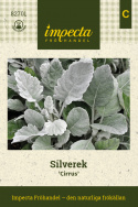 Silverek 'Cirrus', roślina liściasta o srebrzystych, miękko owłosionych, falistych ząbkowanych liściach.