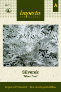 Silverek 'Silver Dust', głęboko powcinane, srebrzysto błyszczące liście.