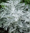 Silverek 'Silver Dust', głęboko powcinane, srebrzysto błyszczące liście.