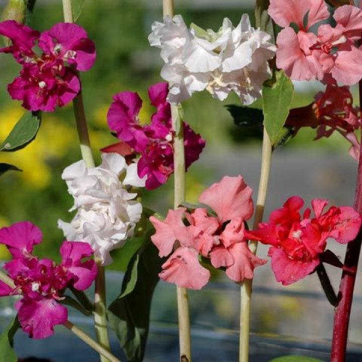 Clarkia, Obficie kwitnąca na różowo, czerwono, fioletowo, biało i łososiowo.