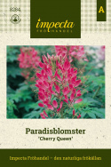 Paradisblomst 'Cherry Queen', duże, okrągłe kwiatostany w intensywnym wiśniowym czerwonym kolorze.