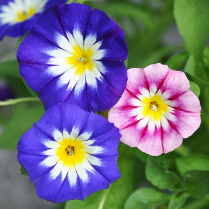 Blåvinda, duże, wdzięczne dzwonkowate kwiaty. Pastelowa mieszanka z żółtym i białym środkiem.