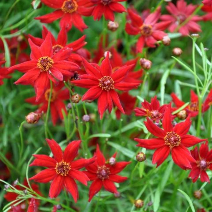 Tygrysie oko 'Amulet', ciemnoczerwone, proste kwiaty z żółtym środkiem.