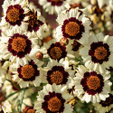 Tiger's eye 'Corusco Cream-Red', wczesny, odporny na suszę i łatwy w uprawie kwiat letni, polecany do rabat, skrzynek i donic.