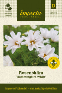 Rosenskära ''''''''Hummingbird White''''''''. Śnieżnobiałe kwiaty z zrolowanymi płatkami.