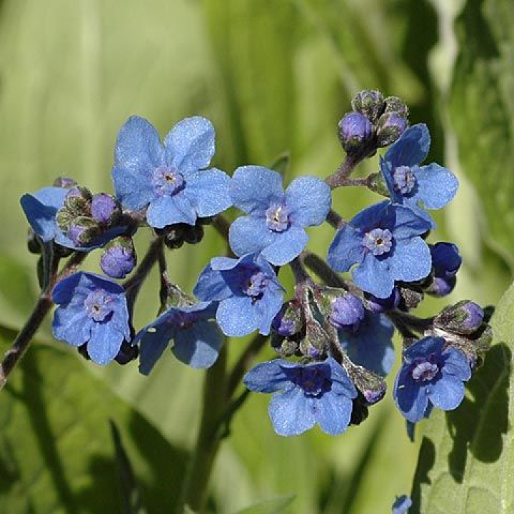 Chiński niezapominajka 'Firmament', małe, jasnoniebieskie, gwiaździste kwiaty.