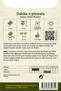 Dalia letnia 'Opera Violet Shades', dalia letnia z podwójnymi, fioletowo-czerwonymi kwiatami z żółtym oczkiem.