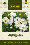 Dalia letnia ''''Opera White''''