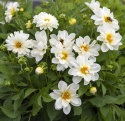 Dalia letnia ''''Opera White''''