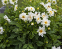 Dalia letnia ''''Opera White''''