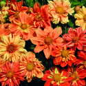 Dalia karkowa 'Sunny Reggae', Zróżnicowane kombinacje pomarańczowego, czerwonego i żółtego.