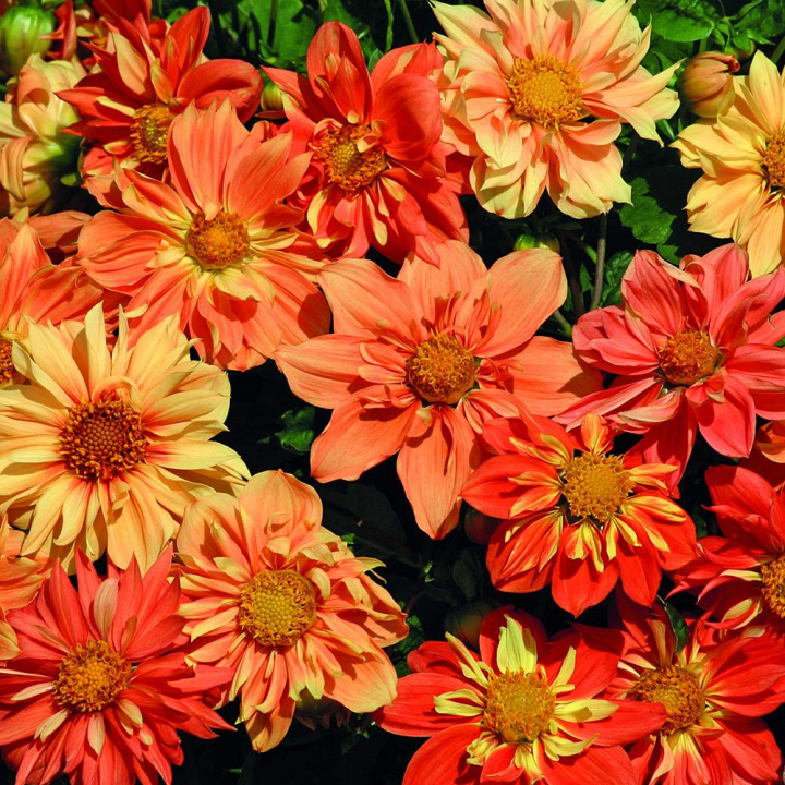 Dalia karkowa 'Sunny Reggae', Zróżnicowane kombinacje pomarańczowego, czerwonego i żółtego.